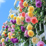 Random Climbing Bush Roses for Garden, Fragrant and Hardy Rose Plants for Outdoor Planting, No Pot, 5 to 9 Inc Tall Starter Plant Well-Rooted, Random Single Color Bloom