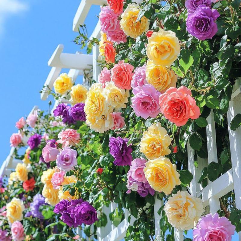 Random Climbing Bush Roses for Garden, Fragrant and Hardy Rose Plants for Outdoor Planting, No Pot, 5 to 9 Inc Tall Starter Plant Well-Rooted, Random Single Color Bloom