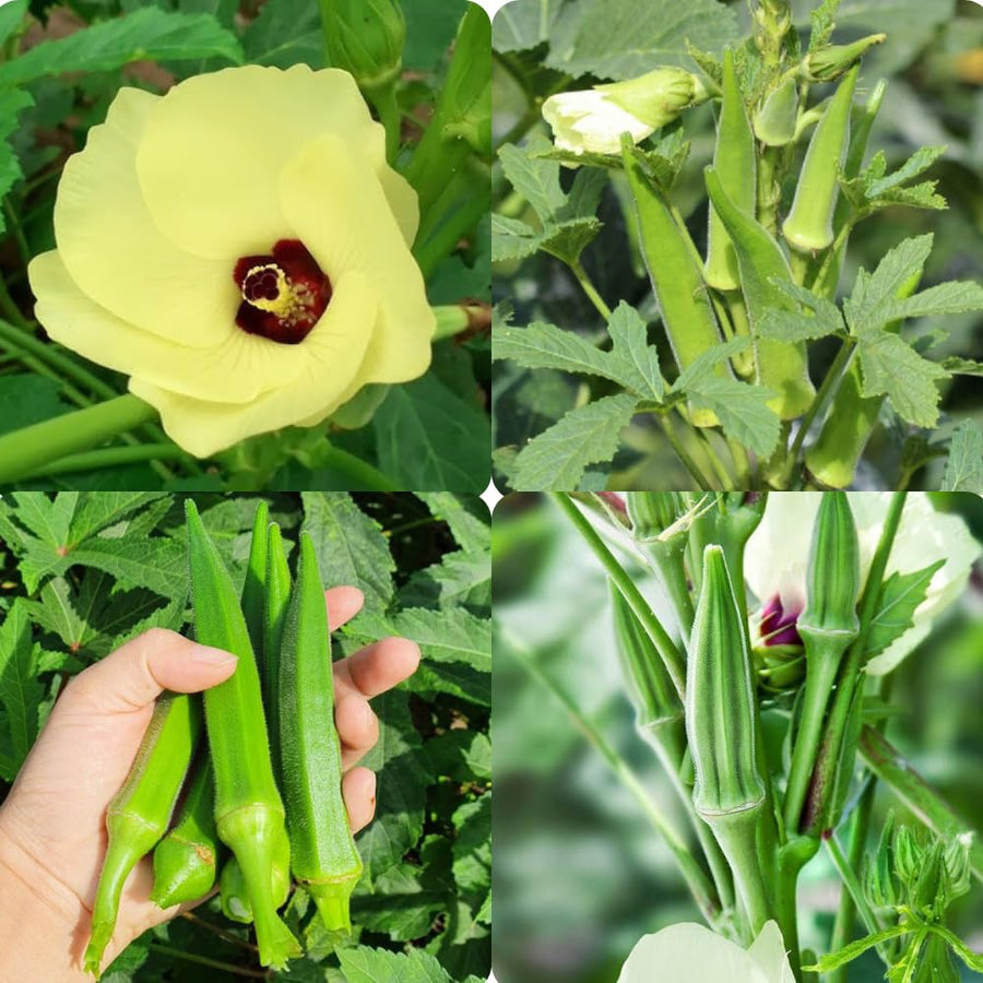 2 Green Okra Plants, 4-8 Inc Tall, Okra Plants Live for Planting, Live Vegetable Plant, Fast-Growing and Well-Rooted