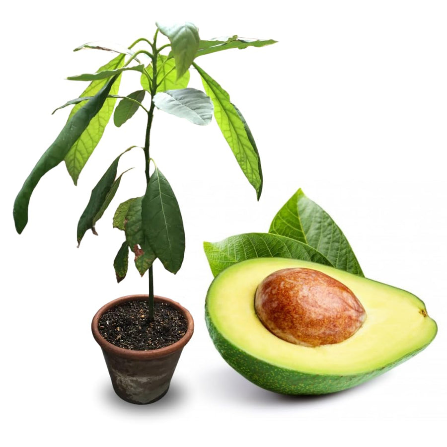 Avocado Tree Live Plant, Green Avocados Trees for Planting Outside, 14-20" in Tall, Zones 9-11, No CA
