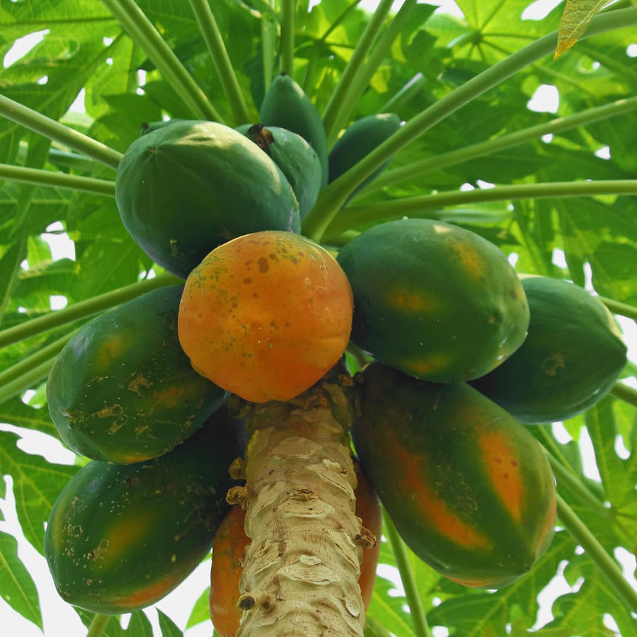 Papaya Tree Plant Live for Planting, Papaya Fruit Plant, 4 to 6 Inches Tall, Tropical Fruit Tree for Outdoor Growing and Container Gardening