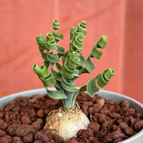 Albuca Plant Live Bare Root Succulent Live Plant, Rare Curly Leaf, Easy Care Indoor Plant for Collectors
