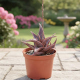 Live Purple Aloe Succulent Plant, 4 Inch Pot for Indoor or Outdoor Home Decor