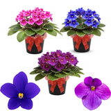 1 Random African Violets Live Plants House Plants in 4" Pot, Vibrant Blooms for Indoor Décor, Home or Office, Easy to Grow