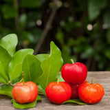 Barbados Cherry Plant Live, Acerola Cherry Fruit Live Plant, Sweet Tropical Fruit Tree, Early Fruiting, 2 Feet Tall for Outdoor Gardening
