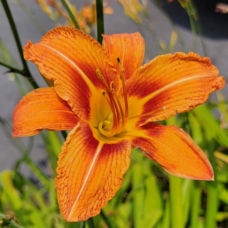 Pack 10 Daylily Bulbs for Planting Spring, Fast Blooming Hardy Perennial Lily Bare Roots for Outdoor Growing (Wild Orange Day Lily)