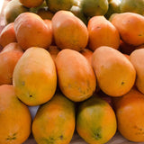 Papaya Tree Plant Live for Planting, Papaya Fruit Plant, 4 to 6 Inches Tall, Tropical Fruit Tree for Outdoor Growing and Container Gardening