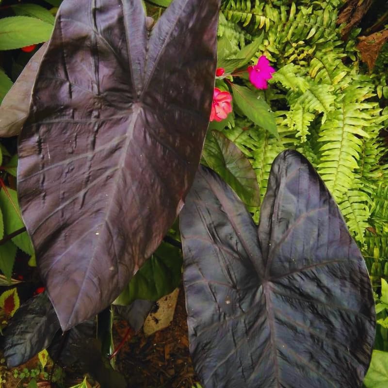 2 Alocasia Live Plants, Live Alocasia Plants Indoor, 3 to 5 Inches, Colocasia Plant, Elephant Ear Esculenta Taro Colocasia Plant House Plant (Black)