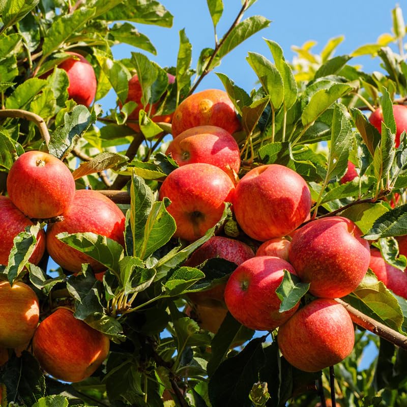 Gala Apple Tree Live Plant for Planting, Bareroot, 2-3 Feet Height, Apple Plant Live for Planting, Live Apple Tree Plant, Sweet Apple Fruit Tree, Dormant