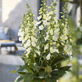 Set 6 White Foxglove Plants Live, in 3" Pots, Hardy Perennial Foxgloves Flowers for Outdoor Garden Planting