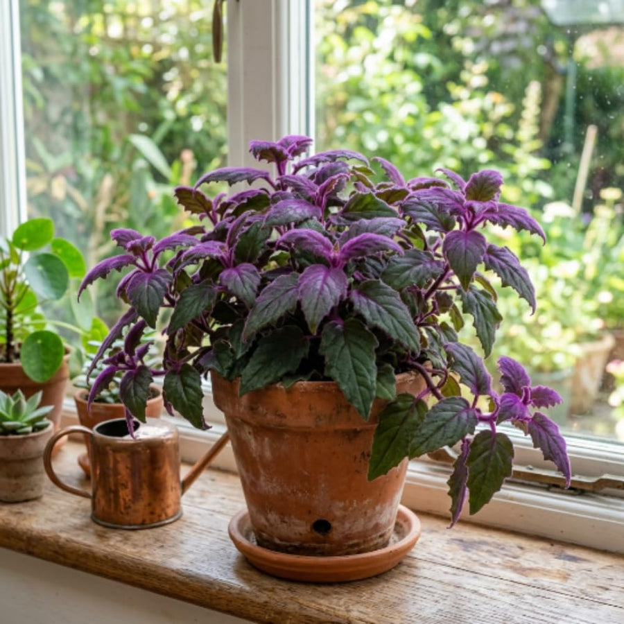 Gynura Purple Velvet Plant Live 4-6 Inches Tall, Purple Passion Plant, Velvet Leaf Houseplant in 4 Inch Pot for Growing