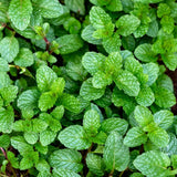 4 Well-Rooted Peppermint Plants for Planting, Easy to Plant, Fragrant Herb - Zone 5 to 9