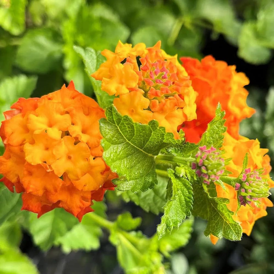 Set 3 Lantana Plants Live for Planting, 6-9 Inch Height, Ornamental Lantana Live Plants Ready to Grow (Yellow Gold Lantana)