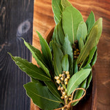 Bay Leaf Plant, Bay Leaf Tree Live Plant, 3-5 Inc Tall, Sweet Laurel Herb Plants for Container and Outdoor Garden