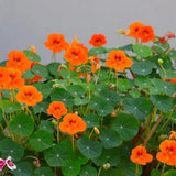 Nasturtium Plants Live in 4 Inch Pot, 2 Plants per Pot, Trailing Nasturtium Flowers, Flower Vine Plants for Gardens, 4-6 Inch Tall