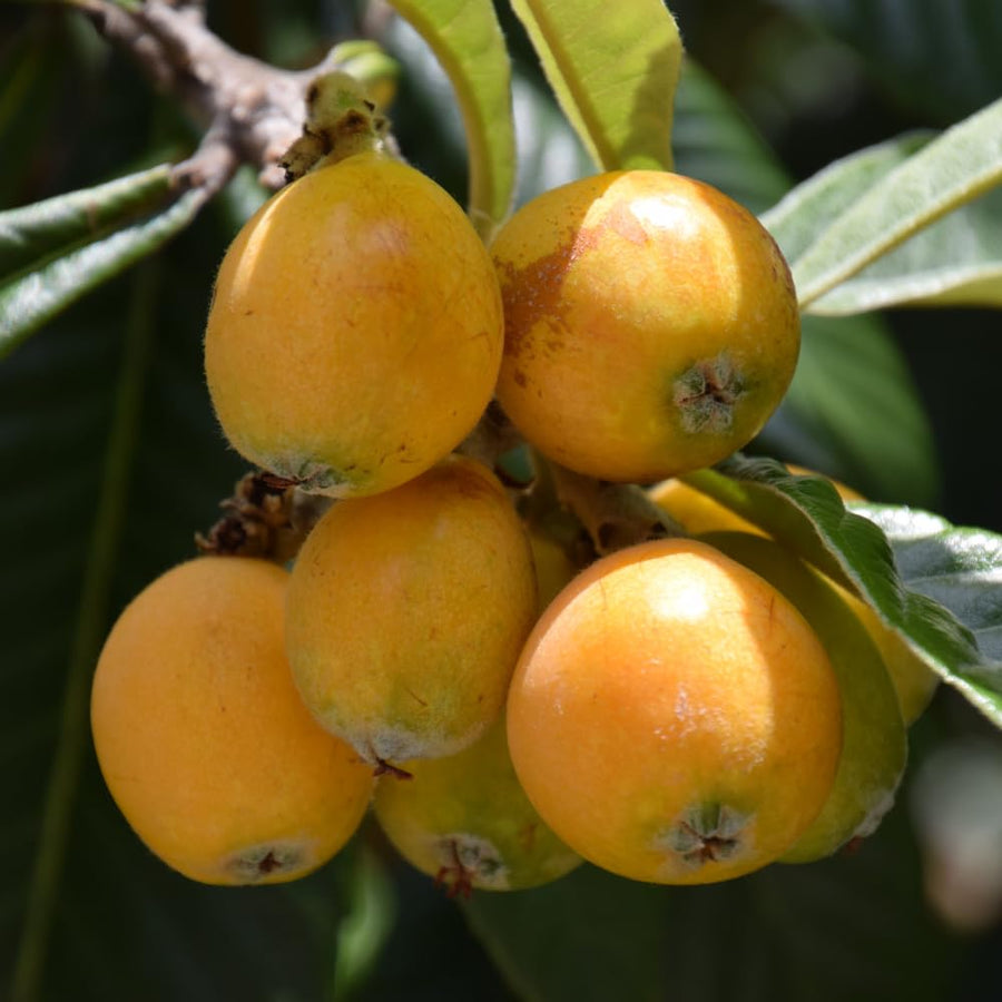 Loquat Plant, 7-10″ Tall Loquat Fruit Tree Live Plant in 4 Inch Pot, Tropical Fruit Tree for Planting, Well Rooted