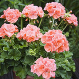 4 Mixed Geranium Plants Live, 5 to 6 Inches Tall, Geranium Flower Plants Indoor Outdoor, Well Rooted, Geraniums Live Plant