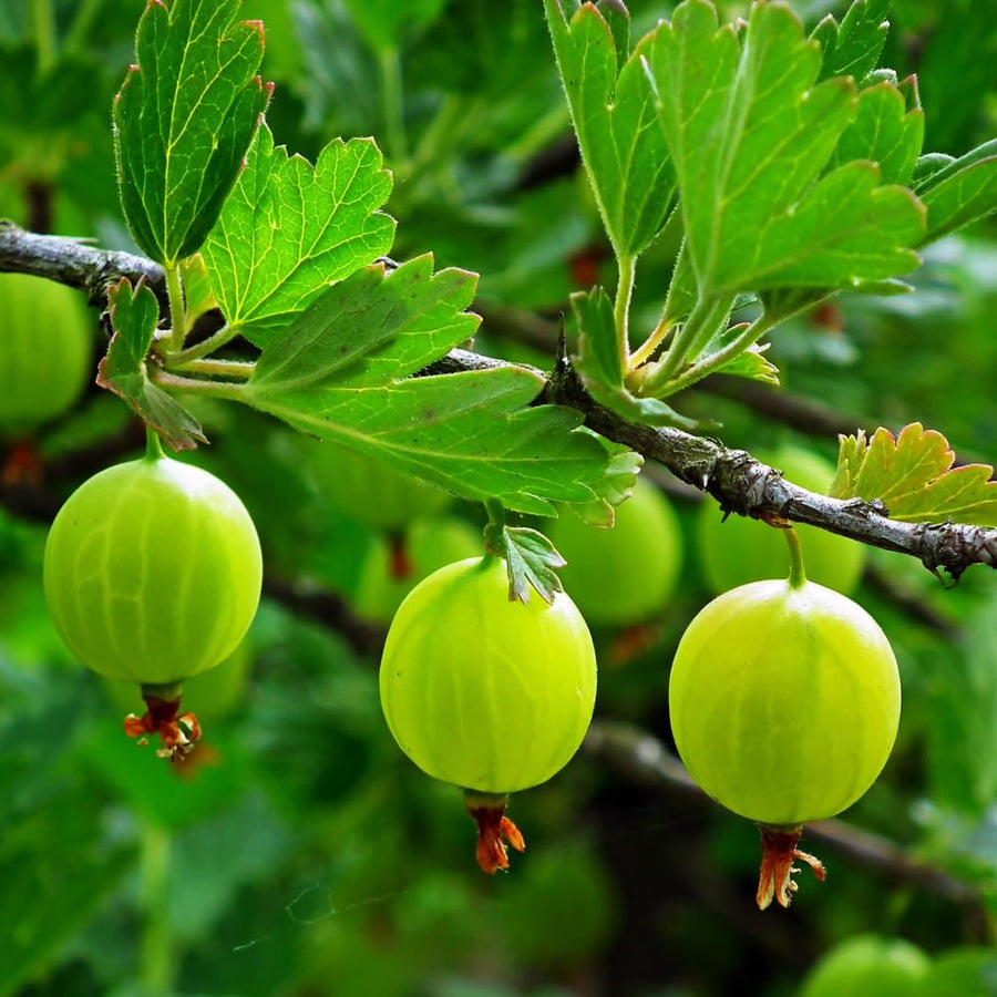 Gooseberry Plant Live, Gooseberry Bush Live Plant from 3 Feet in Height, Sweet Fruit Tree Garden