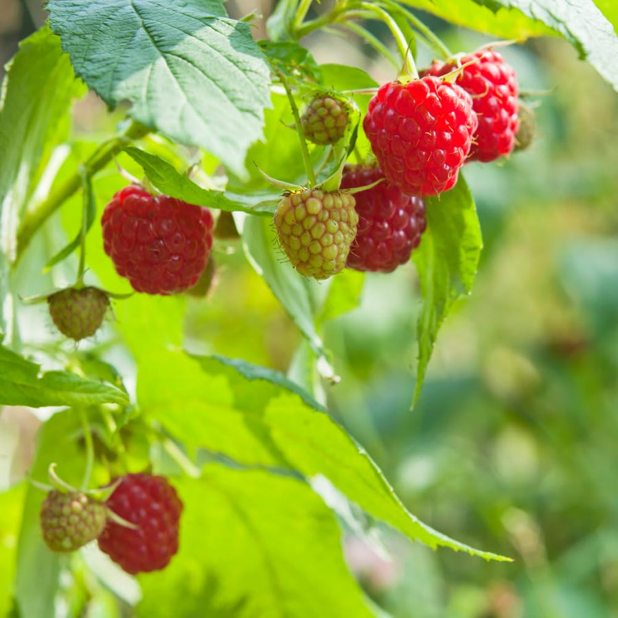2 Raspberry Plants Live for Planting, 5 to 7 Inc Long, Raspberry Bushes Live Plants Outdoor Growing, No Pot