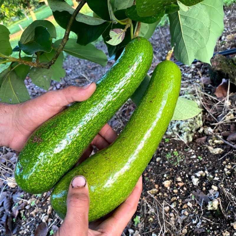 Long Avocado Tree Live Plant, Cold Hardy Avocado Grafted Tree 3 Feet Tall, Tropical Avocado Tree