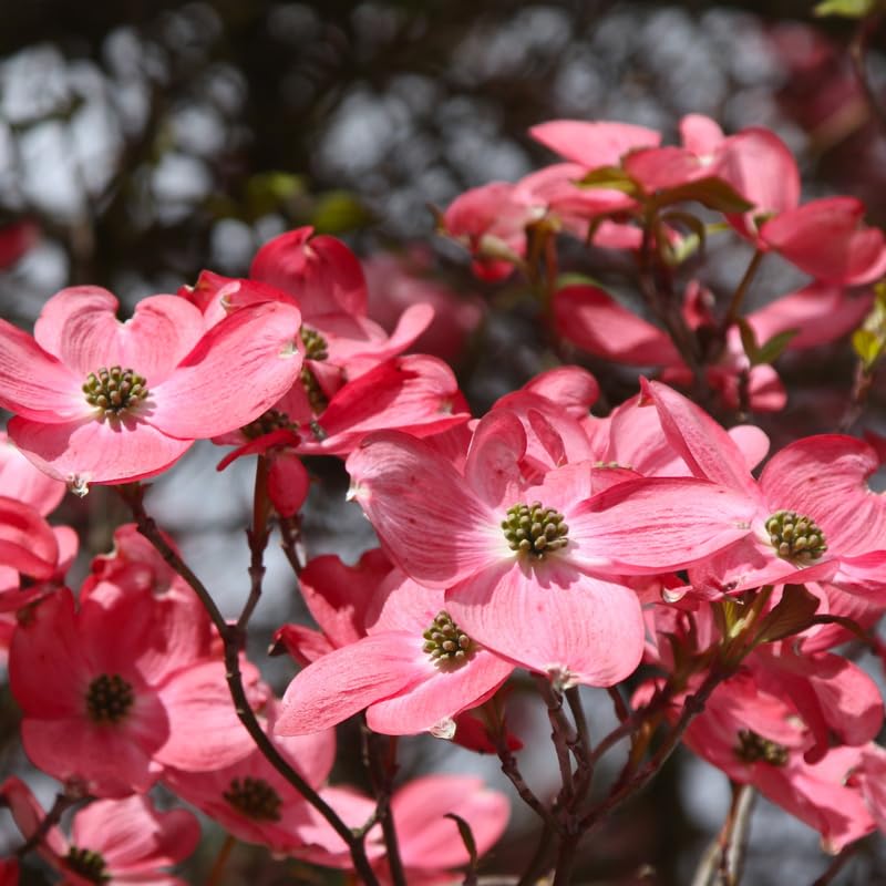 2 Pink Dogwood Plants Live 8-14 Inch Tall, Dogwood Tree Live Plant for Planting Quart Pot, Pink Dogwood Live Plant Dogwood Bush, Dogwood Plant Live, Dogwood Flowers