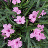 2 Mexican Petunias Live Plants, Petunia Plants Live, Live Petunia Plants Outdoor, Zone 8 to 11, Size 4 to 7 Inch Tall, Pink