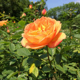 Fragrant Rose Bushes Plant Live, Orange Rose Climbing Flower Trees, Bright Orange Live Roses Bushes Bare Root Ready to Plant, 5-10 Inc Tall