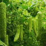 20 Long Bitter Melon Seeds for Planting, Bitter Gourd Vegetable Seeds, Easy to Plant
