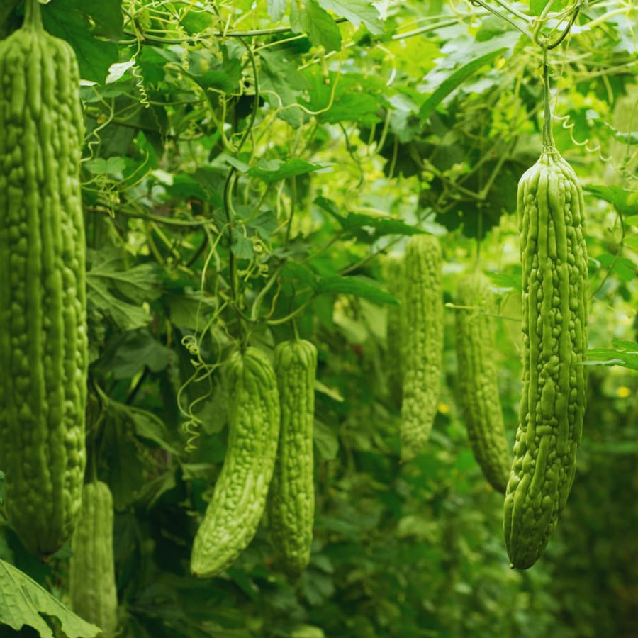 20 Long Bitter Melon Seeds for Planting, Bitter Gourd Vegetable Seeds, Easy to Plant
