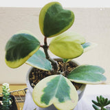 Hoya Plant Live, Variegated Kerri Hoya in 4'' Pot, Rare Heart-Shaped Succulent Vine with Cream and Green Leaves, Live Indoor Houseplant