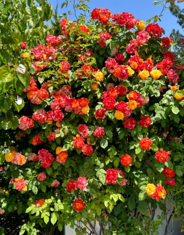 Orange Gold Rose Live Plant, Climbing Rose Plant Live, Climber Plant for Planting, No Leaf, Trim Back, Well Rooted, Bare Root