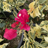 2 Trailing Bougainvillea Plants Live, Hardy Flowering Bougainvillea Plants for Hanging Basket, Container Growing, 4-8 Inches Tall (Raspberry Ice)