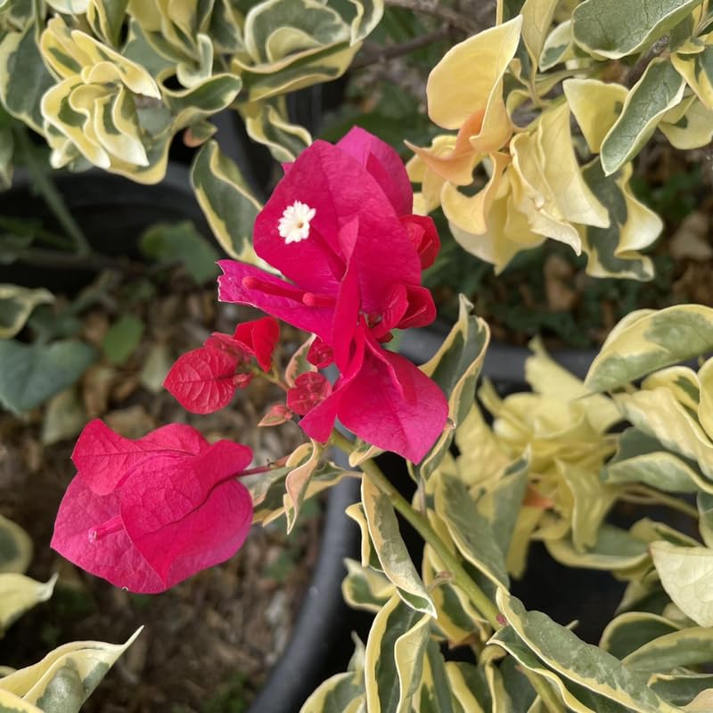 2 Trailing Bougainvillea Plants Live, Hardy Flowering Bougainvillea Plants for Hanging Basket, Container Growing, 4-8 Inches Tall (Raspberry Ice)