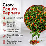 150 Pequin Pepper Seeds for Planting, Chili Pequin Pepper Plant, Hot Peppers Seed, Heirloom Seeds Vegetable for Indoor Outdoor Garden