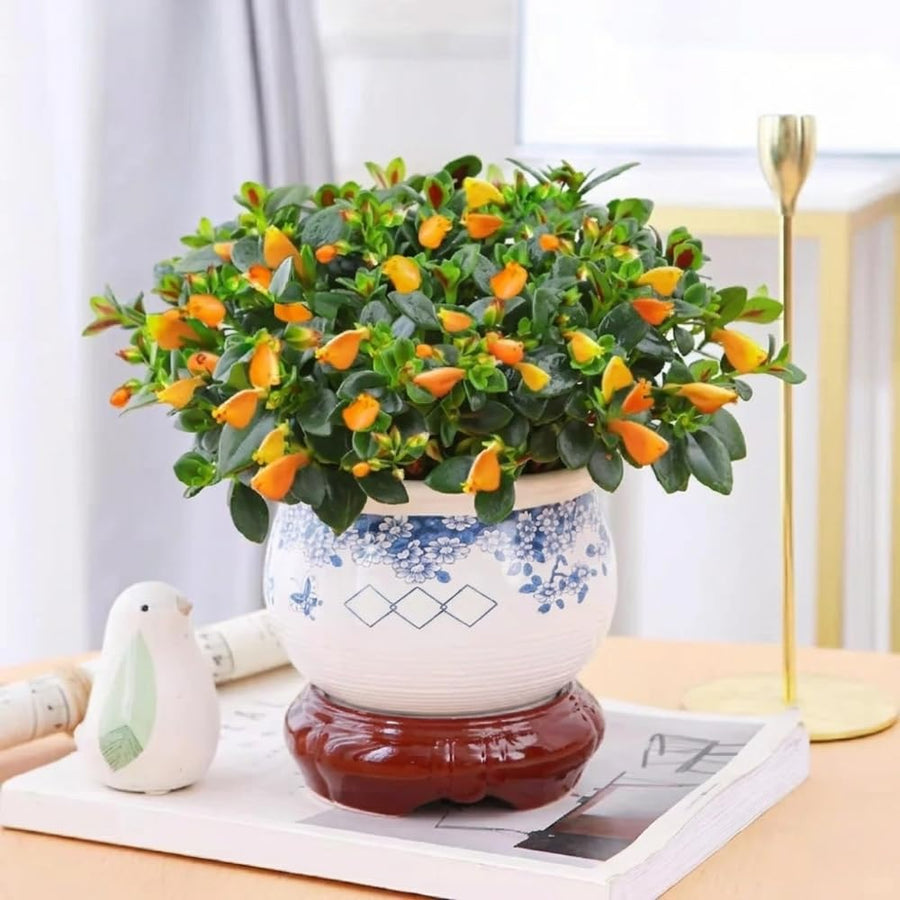 Goldfish Plant Live for Planting, Trailing Goldfish House Plant for Indoor Outdoor, Easy-Care Goldfish Live Plant, 4–7 Inches Tall, Vibrant Blooming Plant