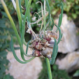 100 Egyptian Walking Onion Seeds for Planting - Heirloom Perennial Onion Seeds, Hardy Vegetable Seeds for Outdoor Garden