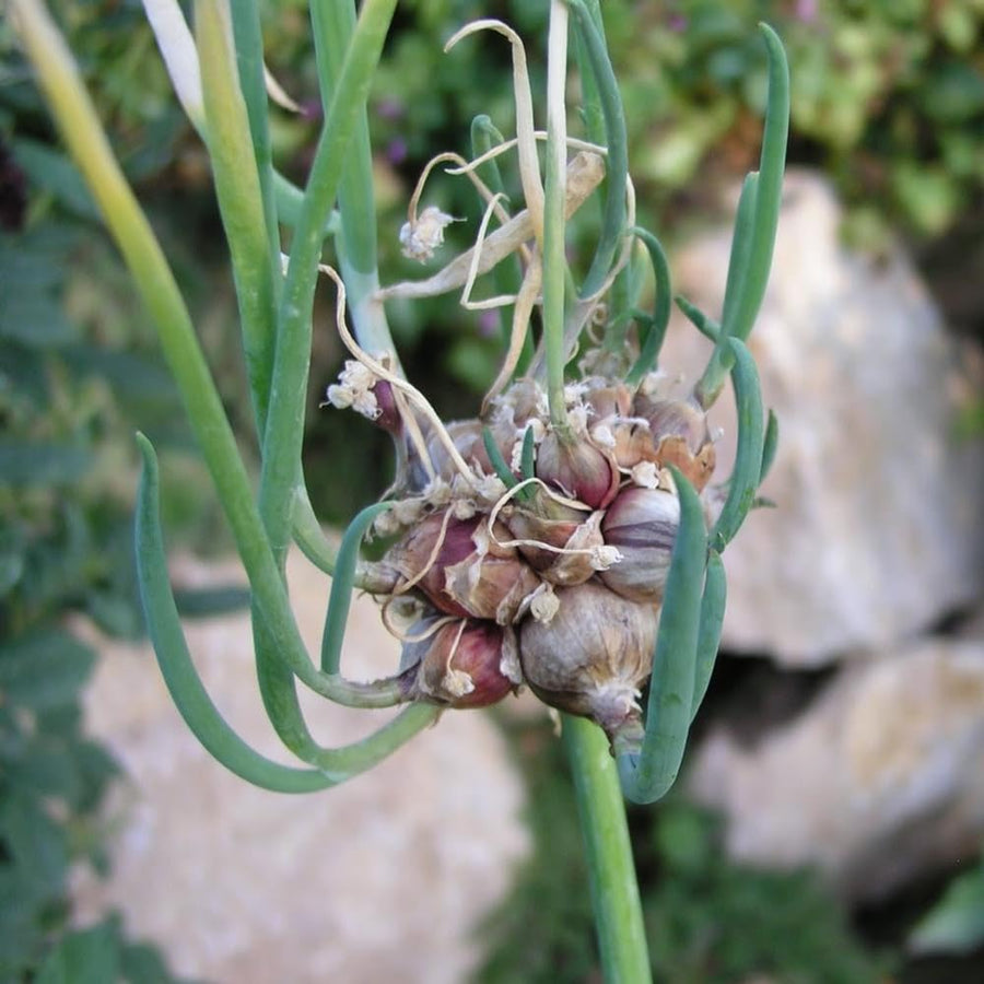 100 Egyptian Walking Onion Seeds for Planting - Heirloom Perennial Onion Seeds, Hardy Vegetable Seeds for Outdoor Garden