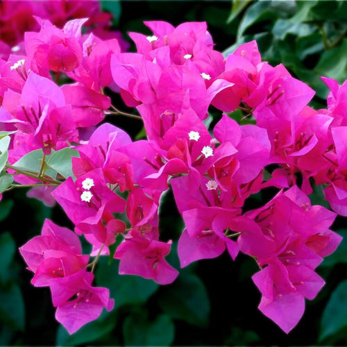 Set of 2 Trailing Bougainvillea Plants Live, Dark Purple Bougainvillea Flowering Vines, 5-10” Tall, Well-Rooted Bougainvillea