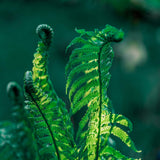 Set 10 Ostrich Fern Rhizomes, Ferns Starter Roots, Perennial Fern Plants, Ready to Grow
