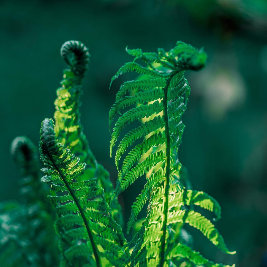 Set 10 Ostrich Fern Rhizomes, Ferns Starter Roots, Perennial Fern Plants, Ready to Grow