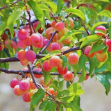 Wild Plum Tree Live Plant 12–24 Inches Tall, Plum Fruit Tree for Outdoor Garden or Backyard Growing, Cold Hardy