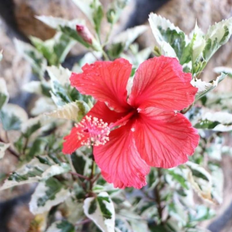 Snow Hibiscus Plant Live, Hardy Hibiscus Flowers Colorful Blooms for Outdoor Landscapes, 8-10 Inch Height, Hibiscus Shrubs, No Pot, Well-Rooted