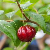 Surinam Cherry Tree Live Plant, Ready to Bear Fruit Cherry Tree, 1.5-2 Feet Tall, Edible, Cold Hardy, Outdoor Growing