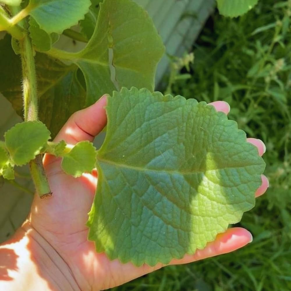 4 Cuban Oregano Live Plant, Oregano Plants Live, Spanish Thyme Vegetable Plants Live, Mexican Mint Plant, 3 to 5 Inc Tall