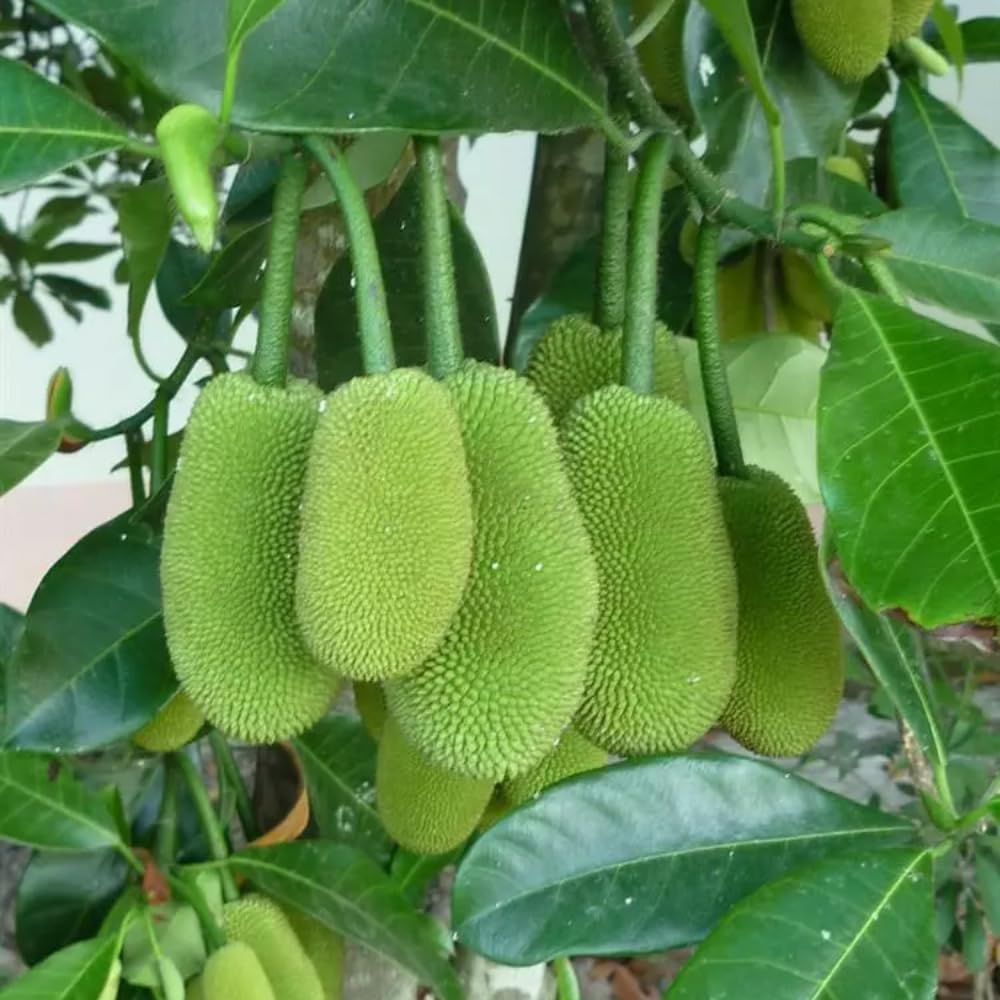 Jackfruit Tree Live Plant, 10 Inc Tall, Live Jackfruit Plant for Gardening