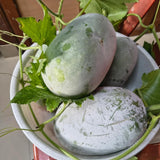 Pack 60 Wax Gourd Winter Melon Seeds, Round Winter Melon Seed for Vegetable Garden, Ready for Planting
