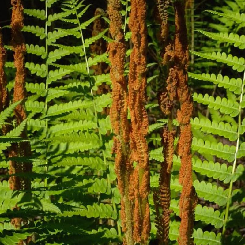 5 Cinamon Fern Rhizomes Live Plants for Planting, Ferns Live Plants Outdoors Indoors Full Shade, Bare Roots, Fast-Growing
