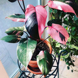 2 Rare Philodendron Live Plants Varieties Collection, Philodendrons Plants Size 5-9 Inc for Indoor Houseplant Décor, Ornamental Tropical Well-Rooted (Pink Princess Philodendron Plants)