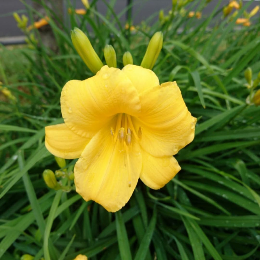 10 Yellow Daylily Roots, Hardy Perennial Flower for Garden Beds and Borders Planting, Easy Care, Ready to Grow