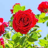 Don Juan Rose Live Plant, Don Juan Climbing Rose Plant Live, Donjuan Climber Plant for Planting, No Leaf, Trim Back, Well Rooted, Bare Root